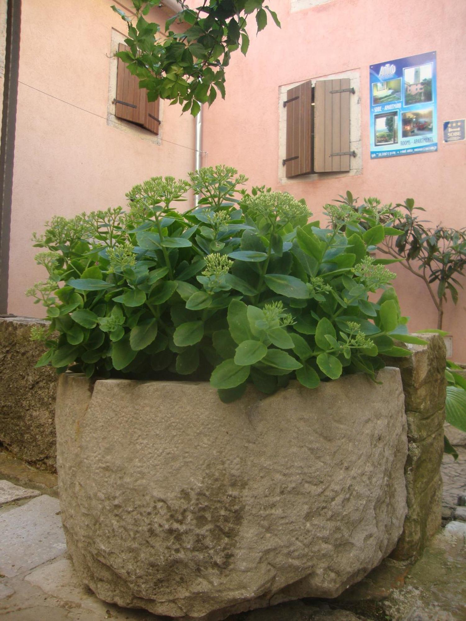 Bed & Breakfast Antico Motovun Extérieur photo